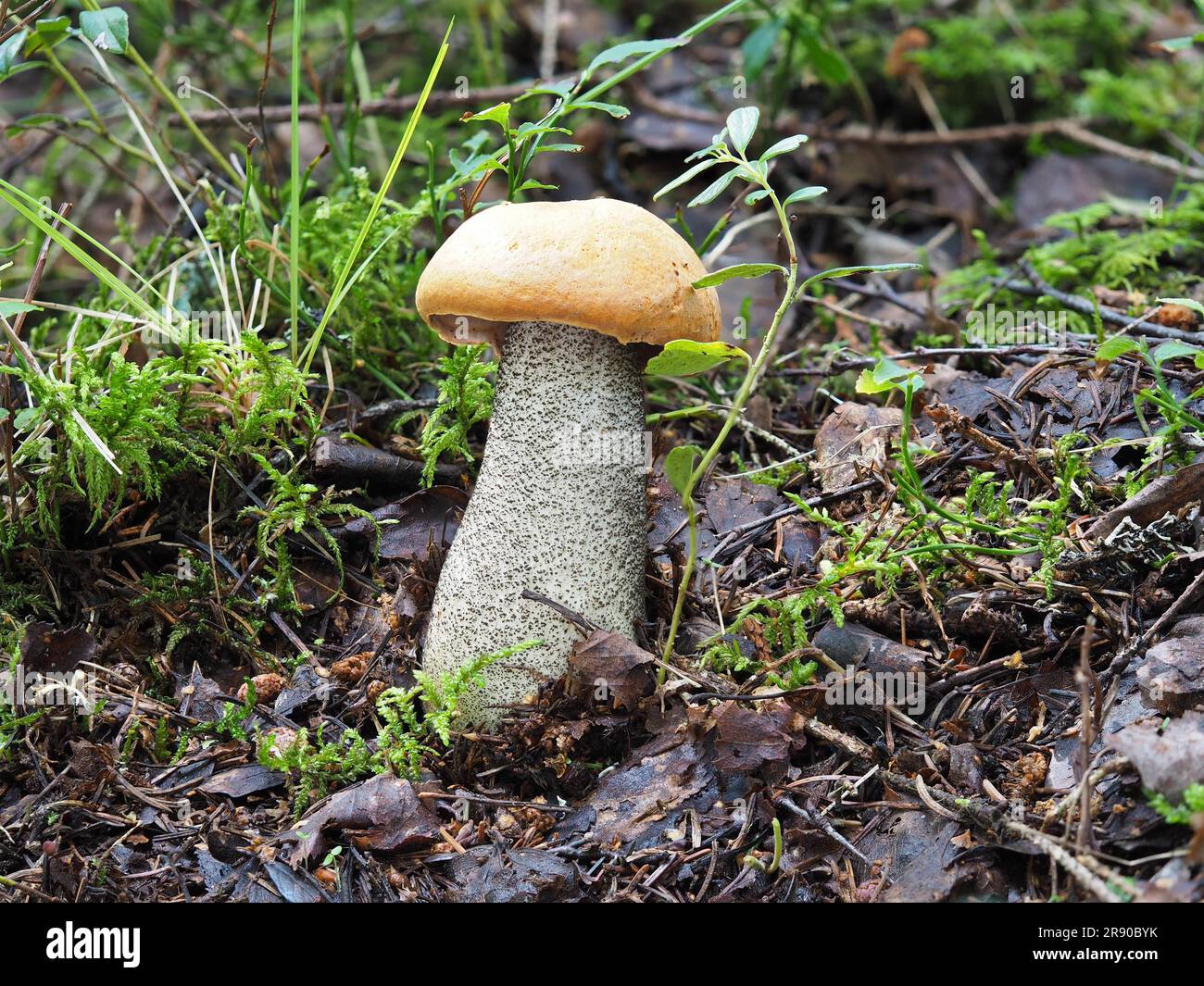 Rote Birken- oder Heidelkappe (Leccinum versipelle) Stockfoto