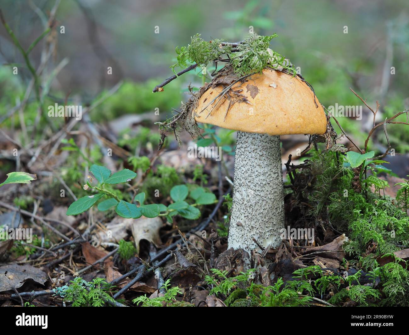 Rote Birken- oder Heidelkappe (Leccinum versipelle) Stockfoto