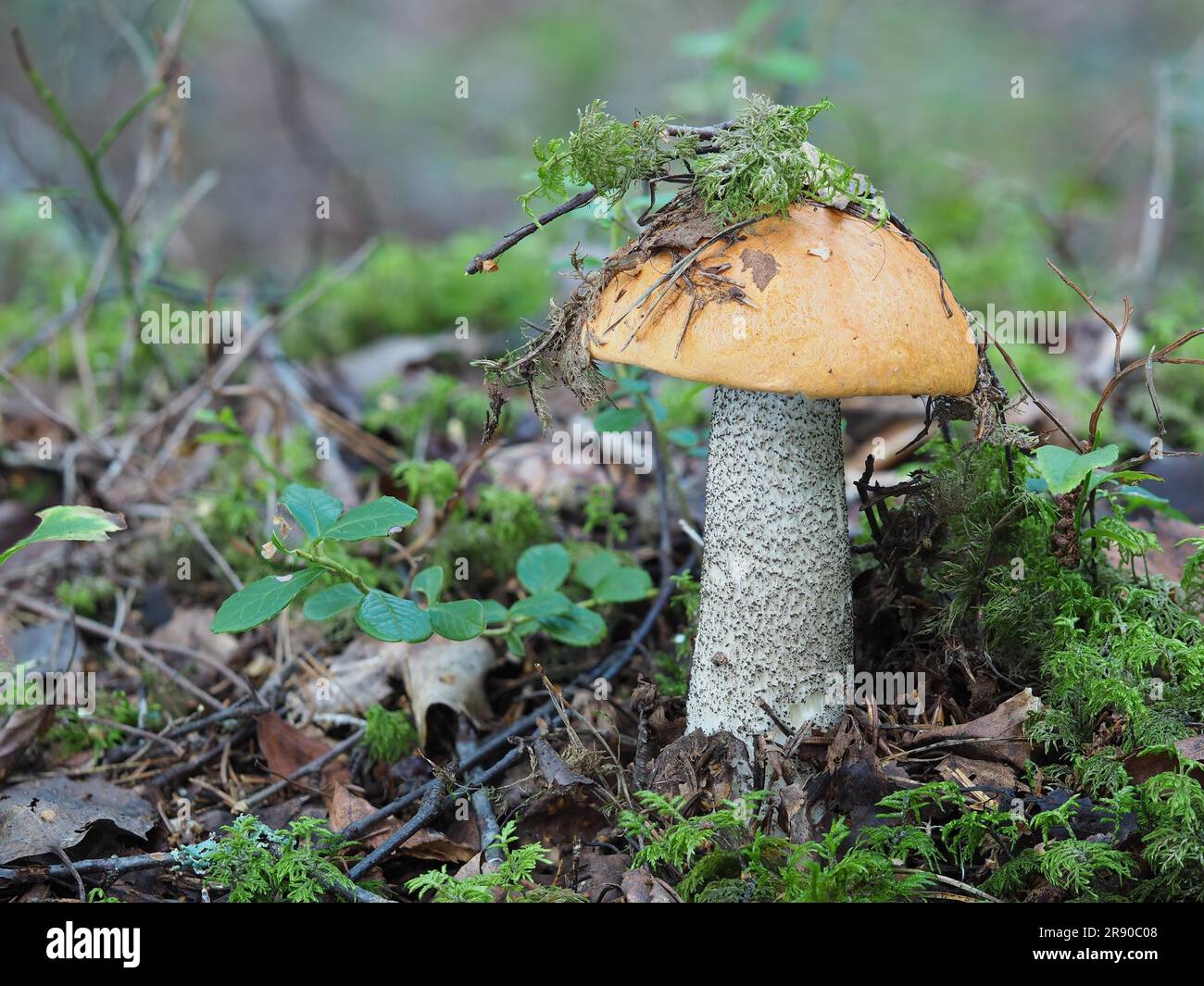 Rote Birken- oder Heidelkappe (Leccinum versipelle) Stockfoto