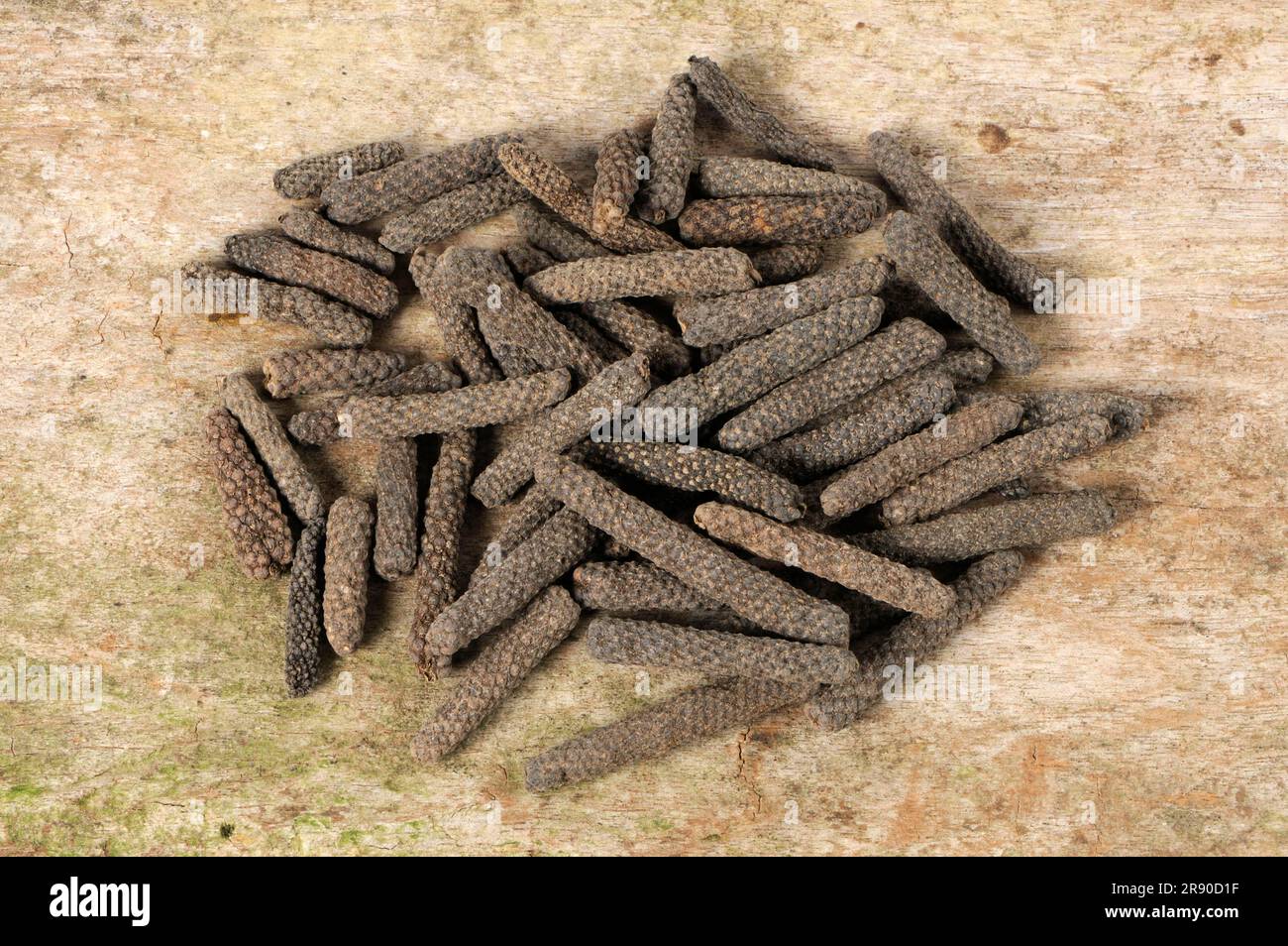 Pippali (Piper longum) (Piper Retrofractum) balinesischer Pfeffer, Jaborandi-Pfeffer, Bengali-Pfeffer, Java-Pfeffer, Java-Pfeffer Stockfoto