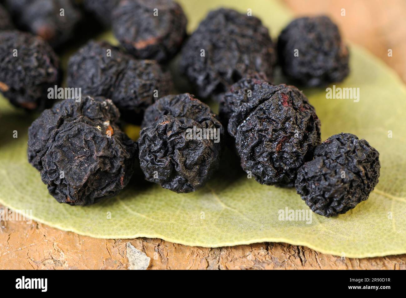 Tasmanischer Pfeffer (Tasmannia lanceolata), Bergpfeffer, australischer Pfeffer, Pfefferkorn, Pfefferkörner Stockfoto