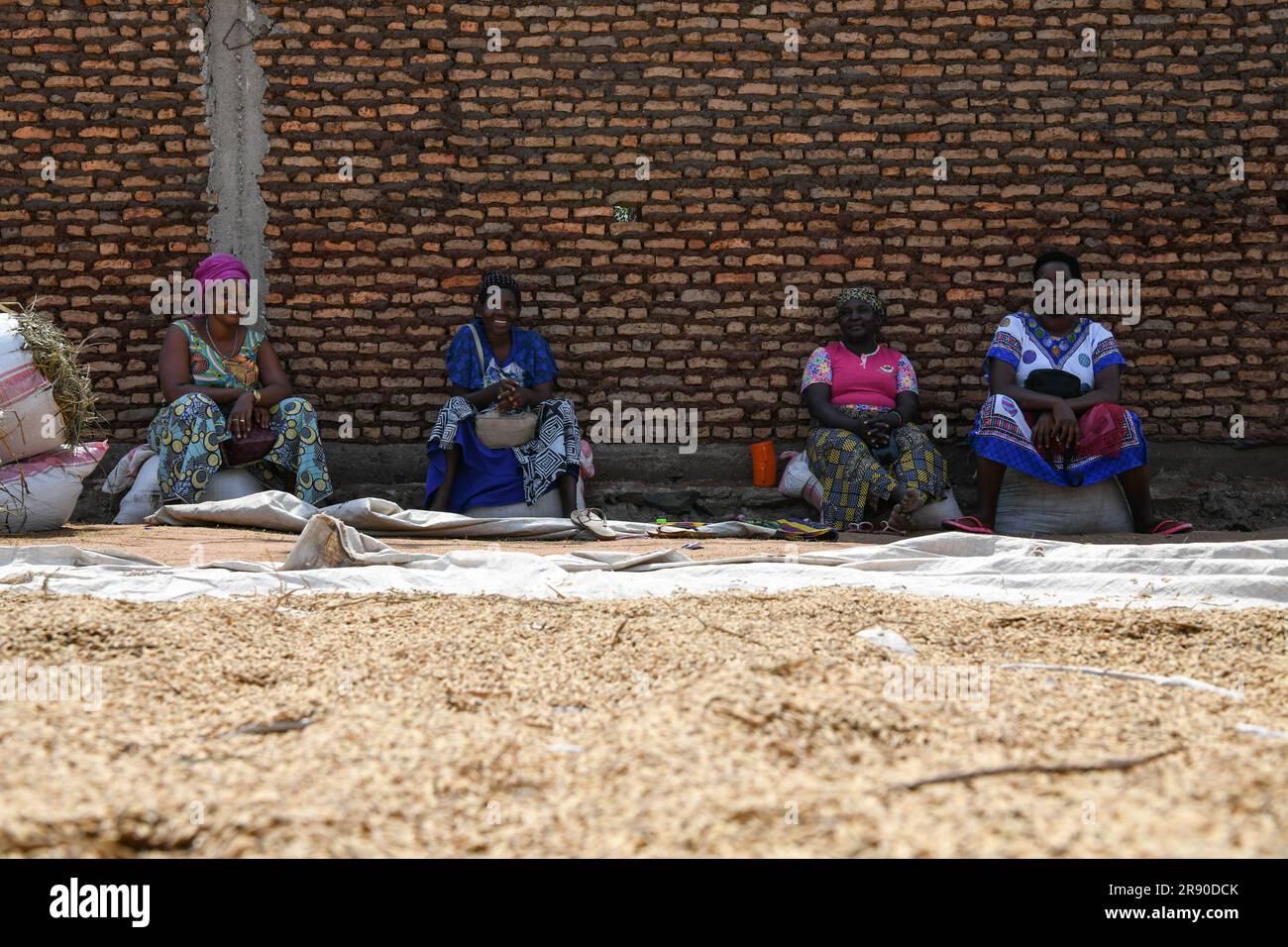 (230623) -- KIHANGA, 23. Juni 2023 (Xinhua) -- Farmer trocken geernteter Reis in Kihanga, Provinz Bubanza, Burundi, 20. Juni 2023. Das als „Herz Afrikas“ bekannte ostafrikanische Land Burundi hat ein tropisches Klima mit reichlich Niederschlag. Seine natürlichen Bedingungen sind für die Reiserzeugung günstig, aber der geringe Ertrag der lokalen Reiserzeugung lässt die Burundier lange unter Nahrungsmittelknappheit leiden. Um dieser Herausforderung zu begegnen, führt China seit August 2009 technische Kooperationsprogramme in Burundi durch und entsendet Experten in das afrikanische Land, um bei der Entwicklung der Landwirtschaft zu helfen. (Xinhua/Han Xu) Stockfoto