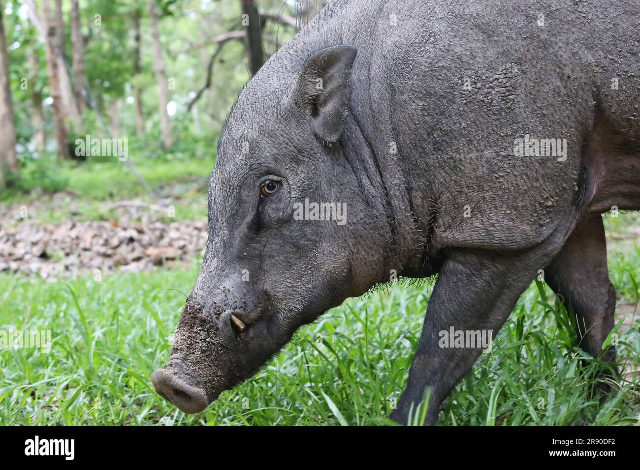 Wildschwein oder Sus scrofa, am wenigsten die Spezies. Stockfoto