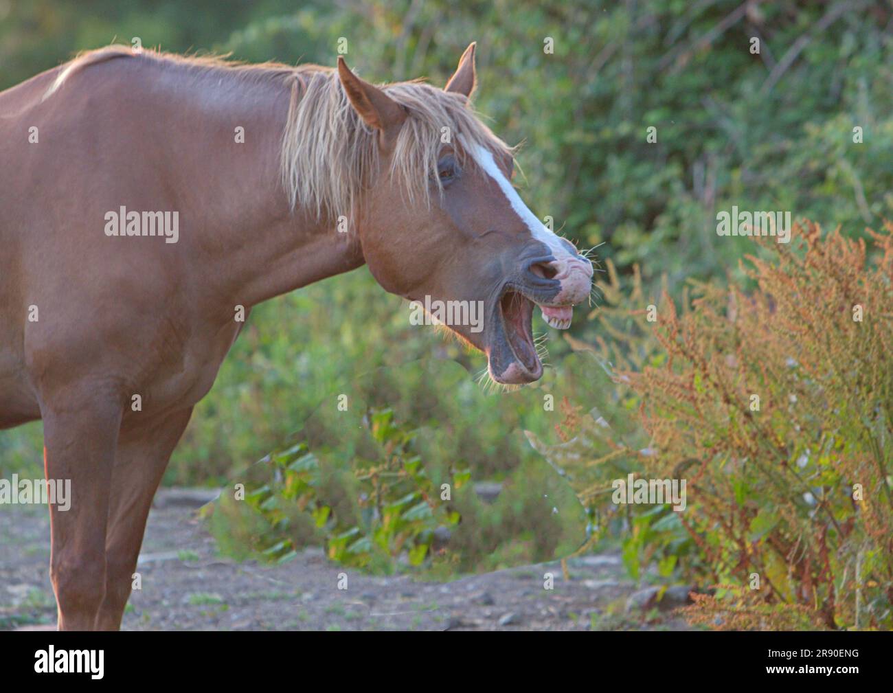 Lachendes braunes Pferd auf einem Feld Stockfoto
