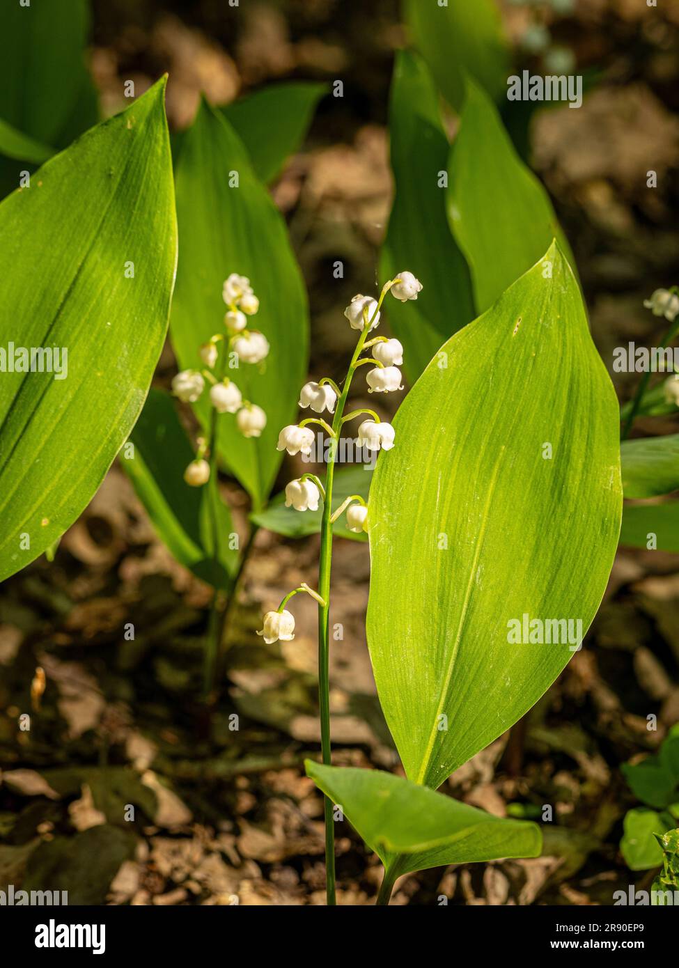 Weiße Blüten von „Lily-of-the-Valley“ (Convallaria majalis), die in einem schattigen Waldgebiet eines britischen Gartens wachsen Stockfoto