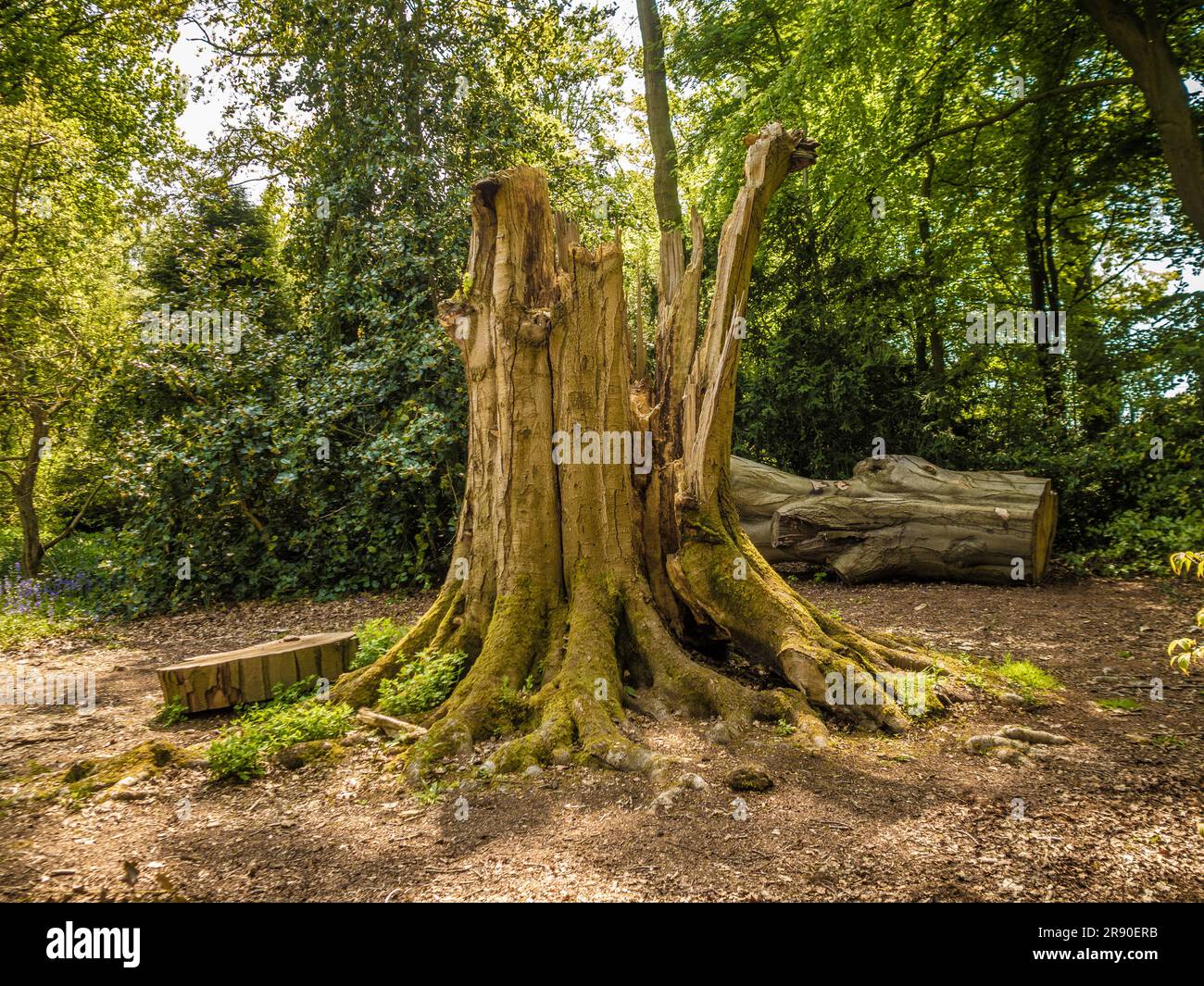 Grosser alter erkrankter Baum im Prozess des Fällen in einem britischen Waldgebiet. Stockfoto