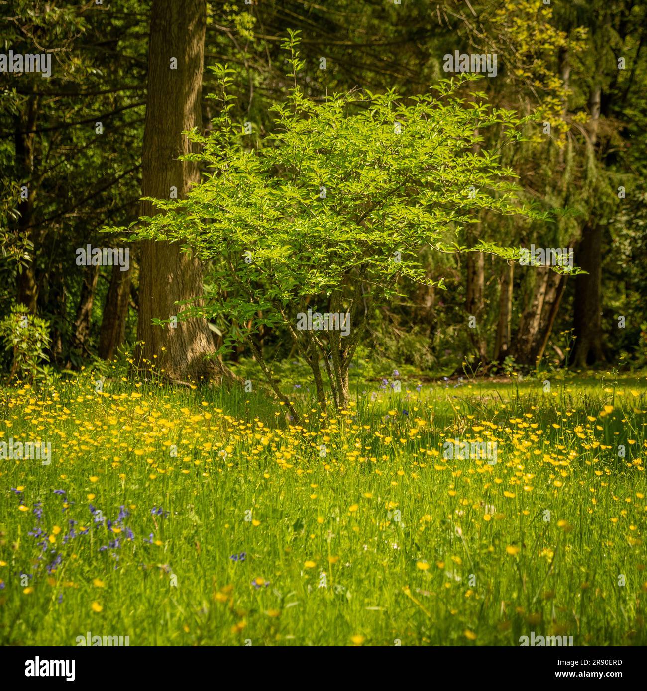 An einem sonnigen Tag wachsen in einem britischen Waldgebiet auf einer Lichtung Buttermuscheln und Glattklößchen. Stockfoto