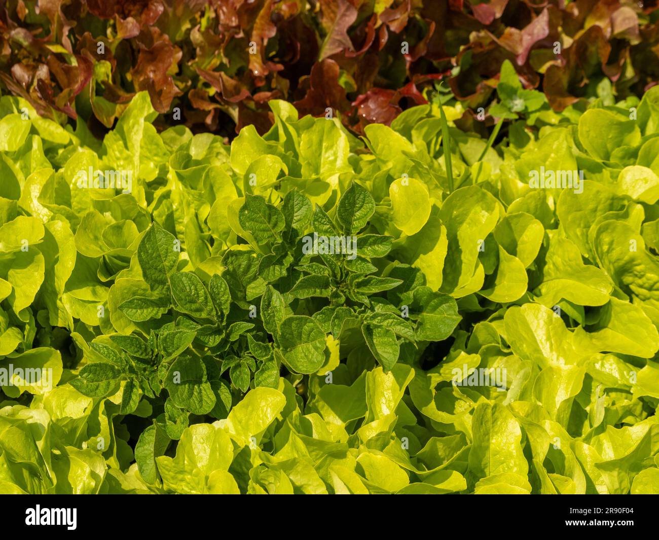 Kartoffelpflanzen mit grünem und rotem Salat in einem britischen Garten untergepflanzt. Stockfoto