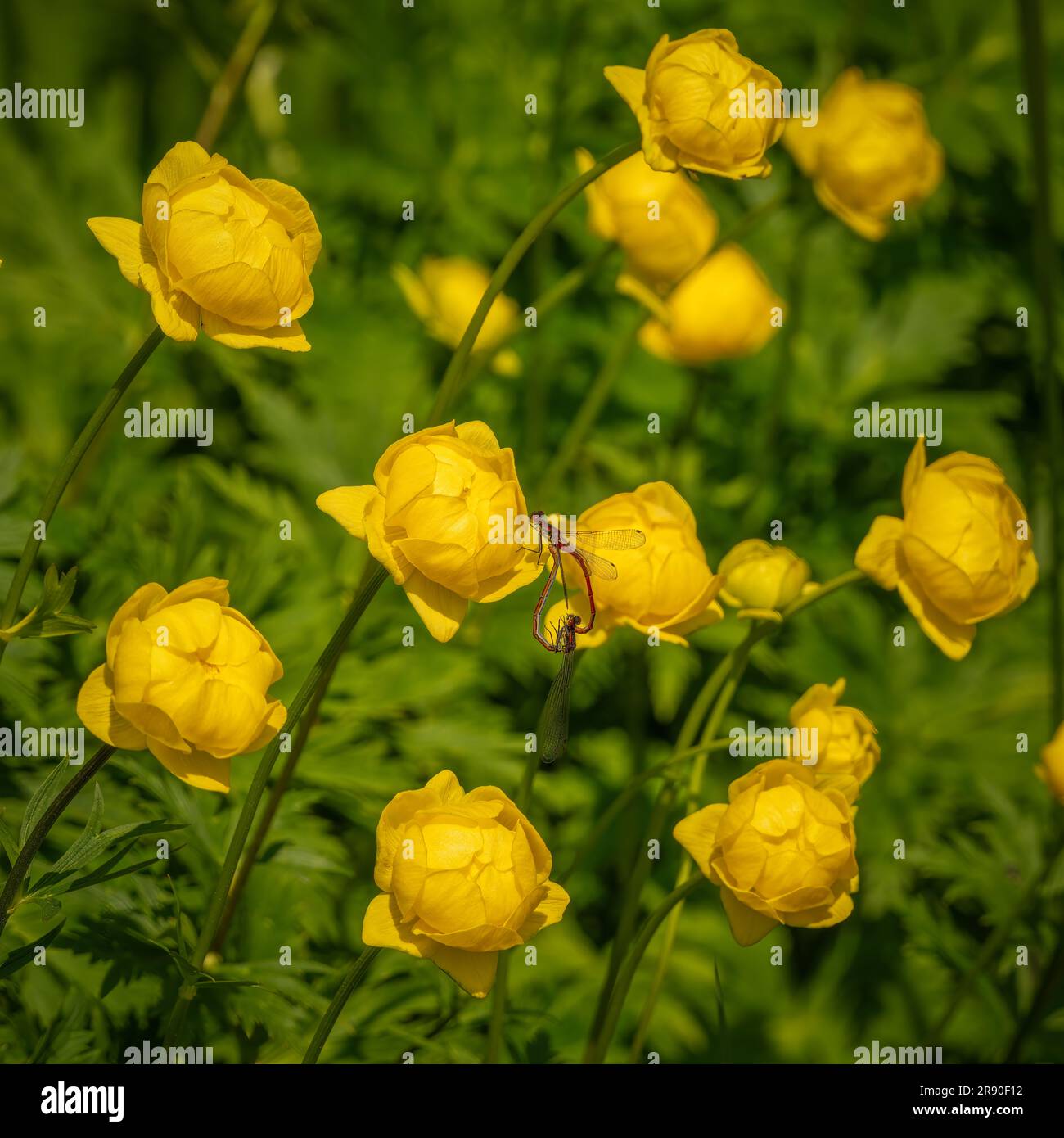 Zwei Libellen paaren sich auf einer gelben Ranunculus-Knospe in einem britischen Garten. Stockfoto