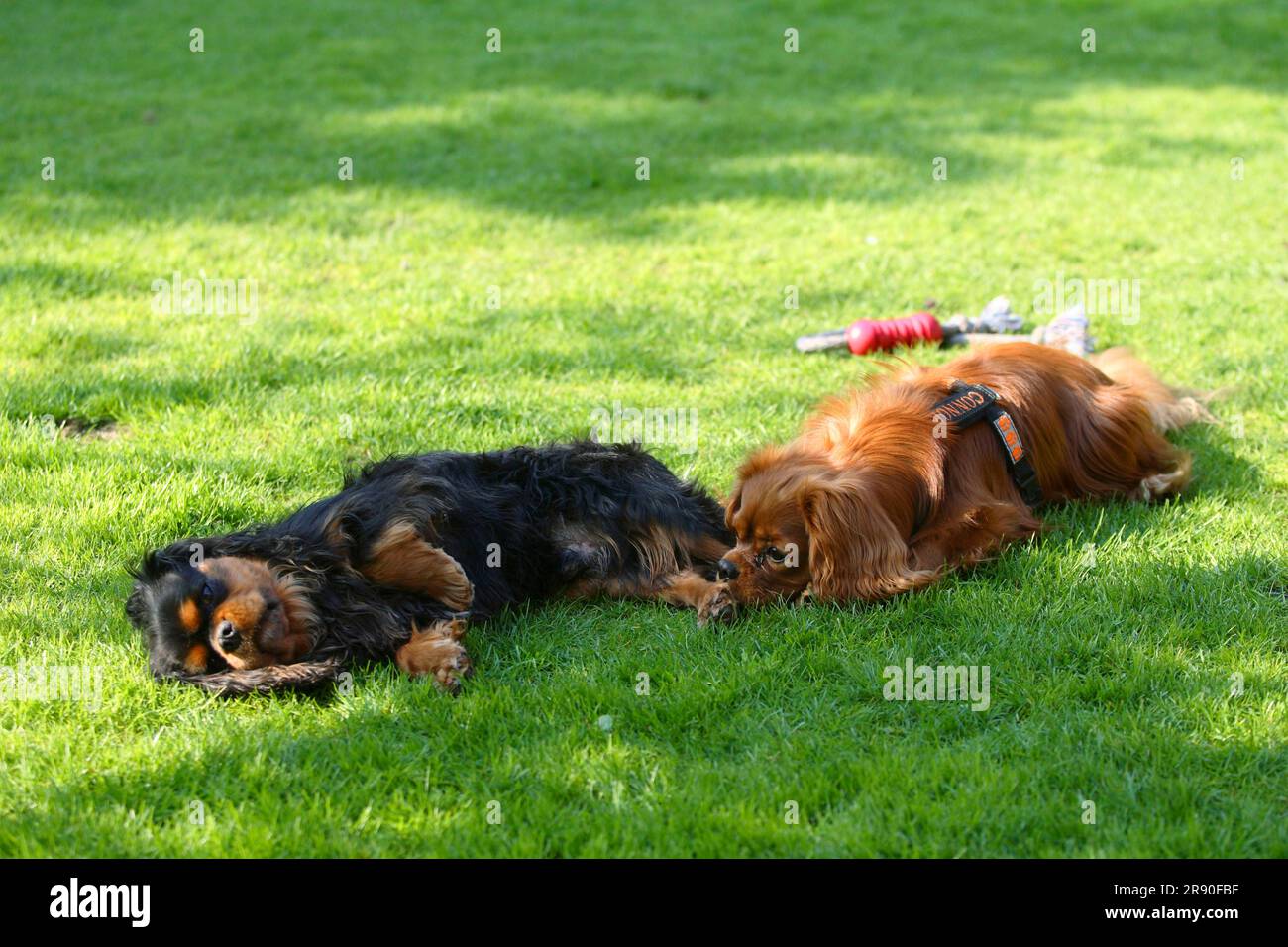 Cavalier King Charles Spaniel, Ruby und neben Stockfoto