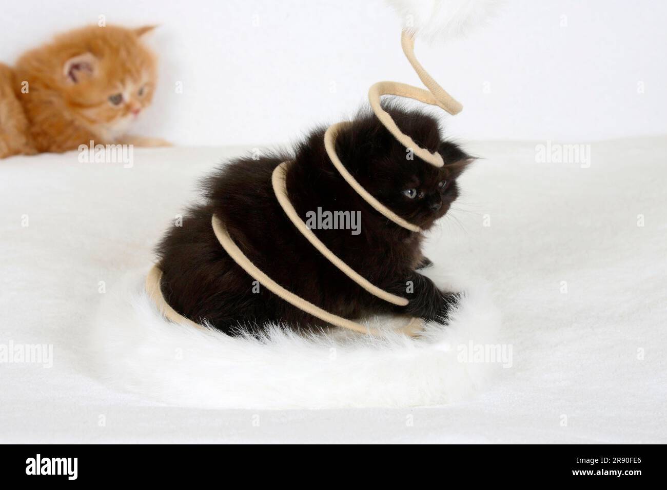 Britisches Longhair-Kätzchen, 5 Wochen, schwarz, in Spirale, Highlander, Lowlander, Britanica, BLH, Spielzeug Stockfoto