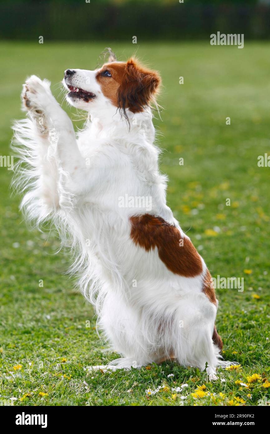 Kooikerhondje, Kleiner Niederländischer Wasservögelhund, Page Stockfoto