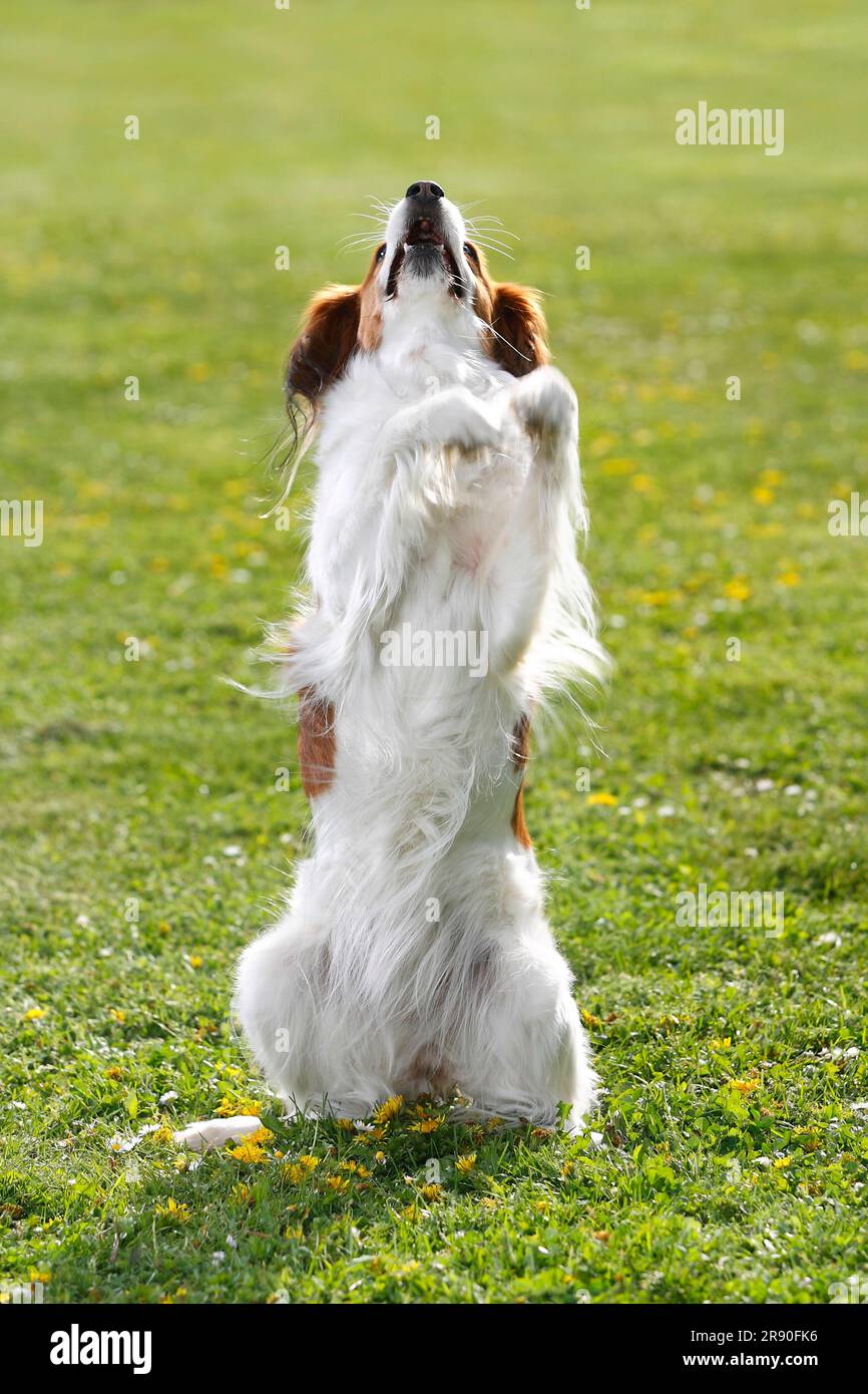 Kooikerhondje, Kleiner Niederländischer Wasserhund Stockfoto