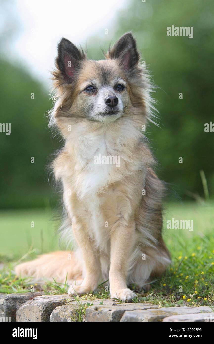 Chihuahua, einsamer, 11 Jahre alter Hund Stockfoto