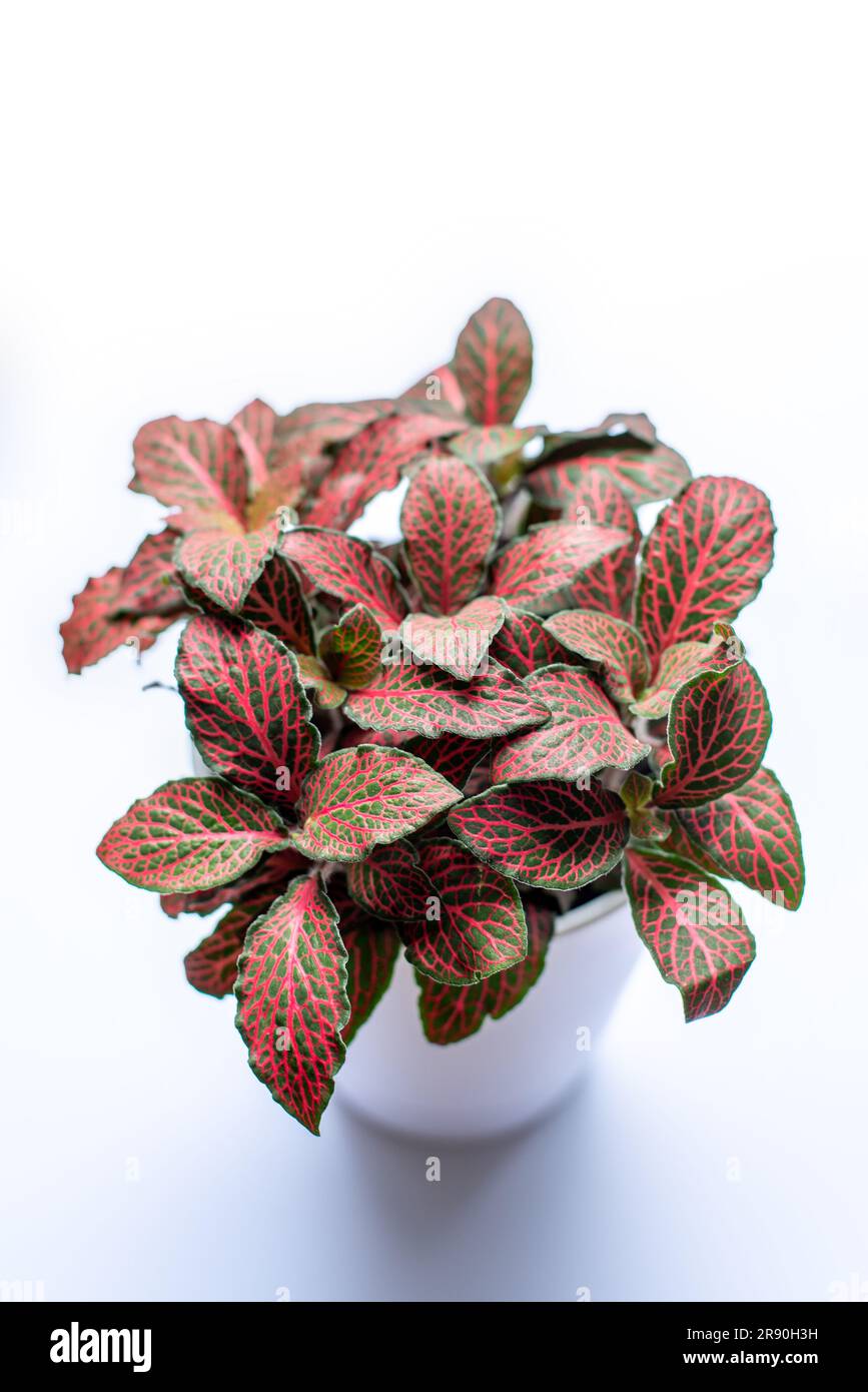 Rote Rubinpflanze. Schöne und intensive Farben auf einer Fittonia-Hauspflanze. Stockfoto