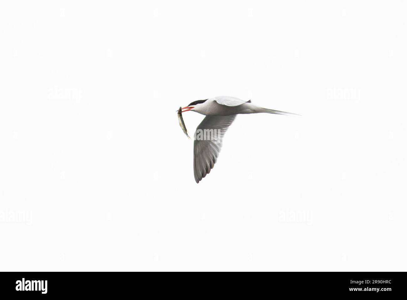 Common Tern (Sterna hirundo), eine junge Beute des nördlichen Pike (Esoz luciys), Norfolk Norwich, Juni 2023 Stockfoto
