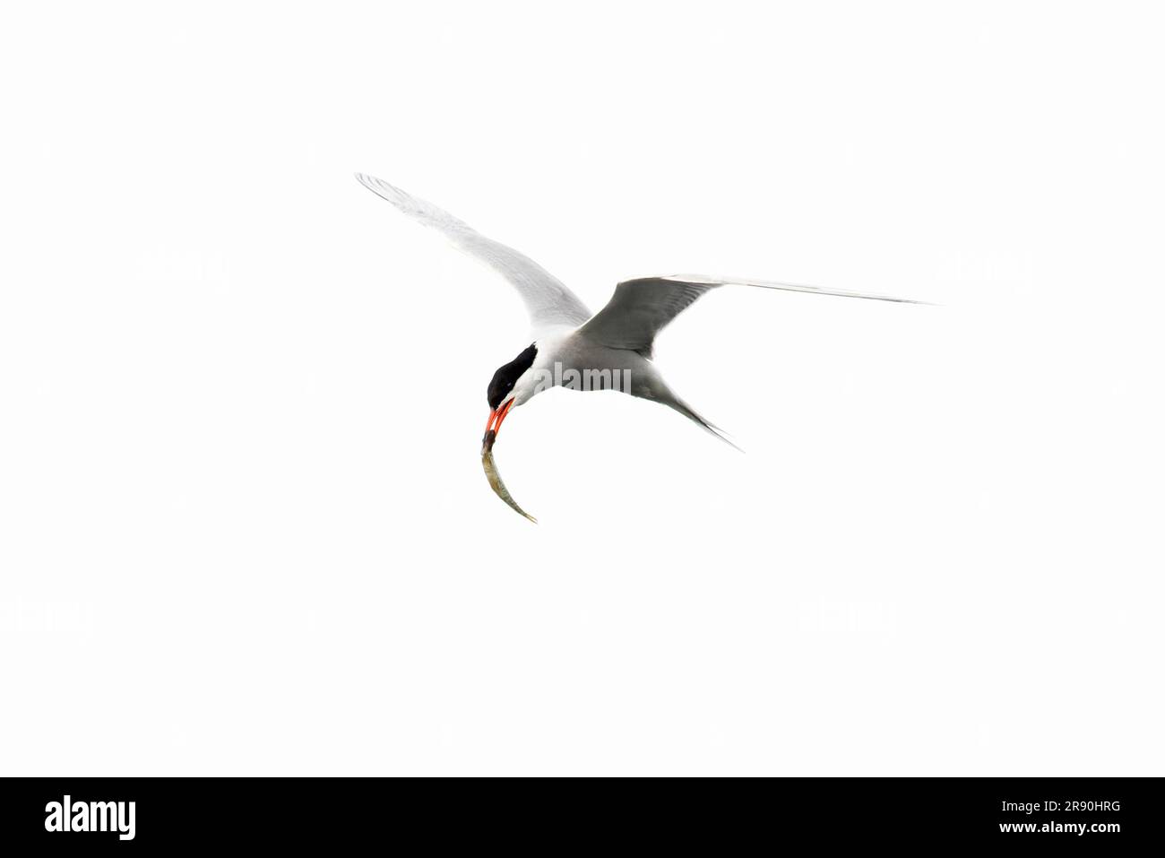 Common Tern (Sterna hirundo), eine junge Beute des nördlichen Pike (Esoz luciys), Norfolk Norwich, Juni 2023 Stockfoto