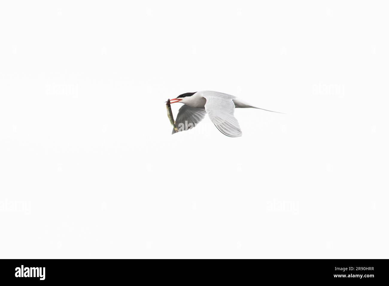 Common Tern (Sterna hirundo), eine junge Beute des nördlichen Pike (Esoz luciys), Norfolk Norwich, Juni 2023 Stockfoto