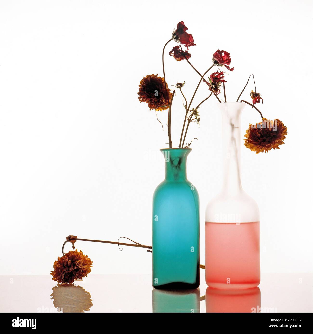 Zinnia-Blumen in einer Glasflasche auf weißem Hintergrund Stockfoto