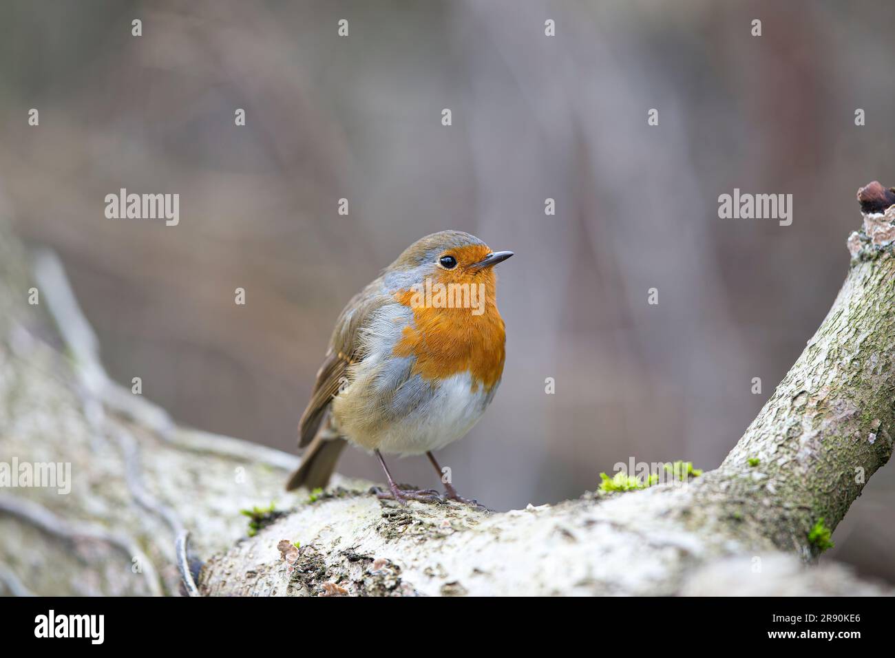 Nahaufnahme eines wunderschönen wilden britischen Rotluchs (Erithacus rubecula), der im Winter im Freien isoliert ist und einen eisigen Ast bedeckt. Stockfoto