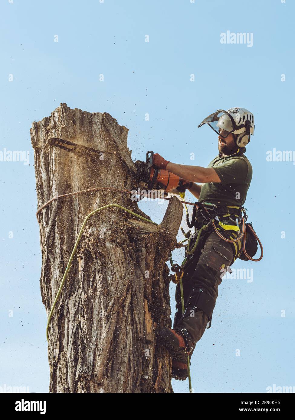 Baumpfleger klettert auf einen Baum und benutzt eine Motorsäge. Mann, der im Baum arbeitet. Baumchirurg klettern und Fällen von Bäumen. Baumpflanzung in Aktion. Stockfoto