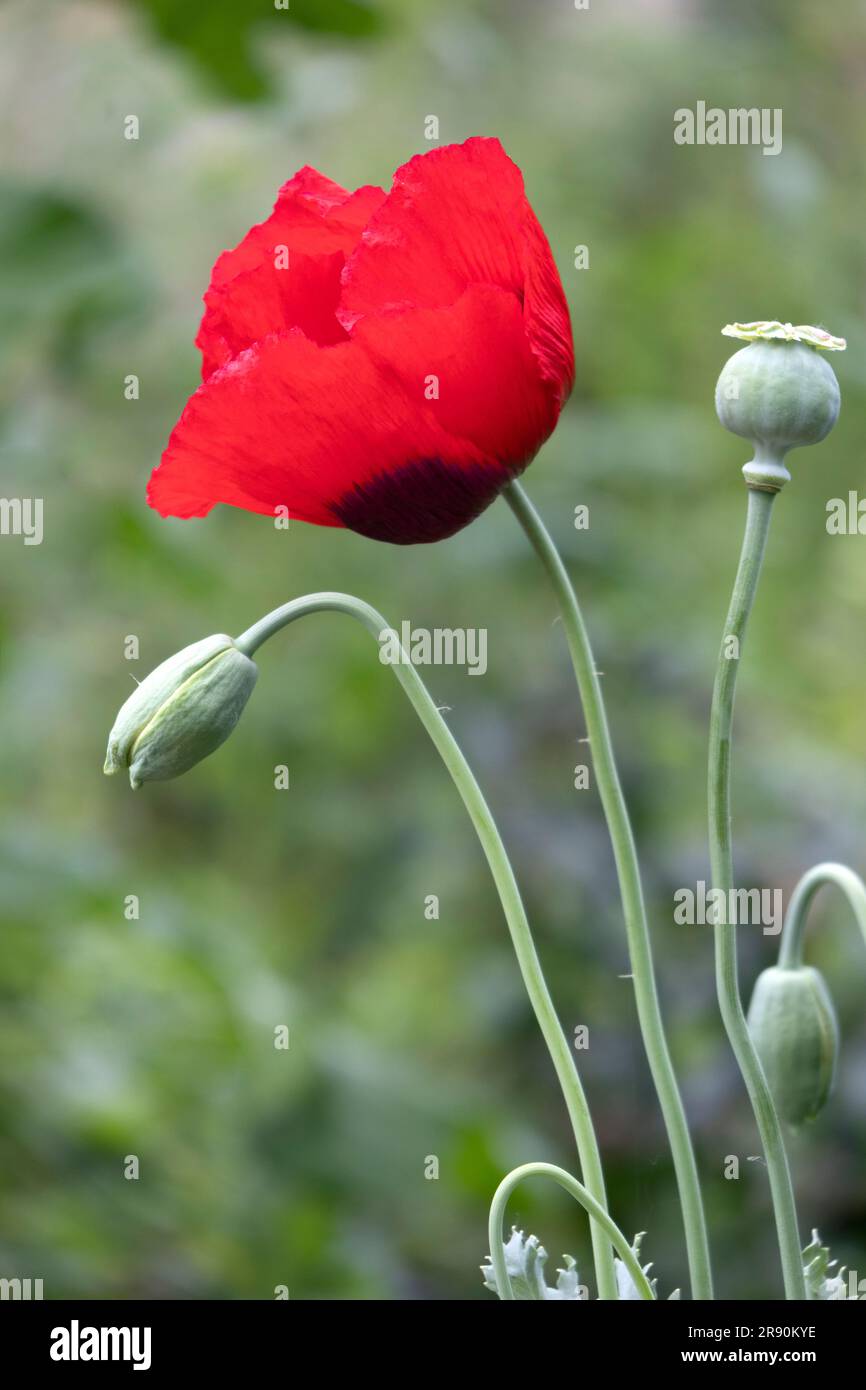 Rote Mohnblume, Knospe und Samenschale schließen sich im Freien zusammen Stockfoto