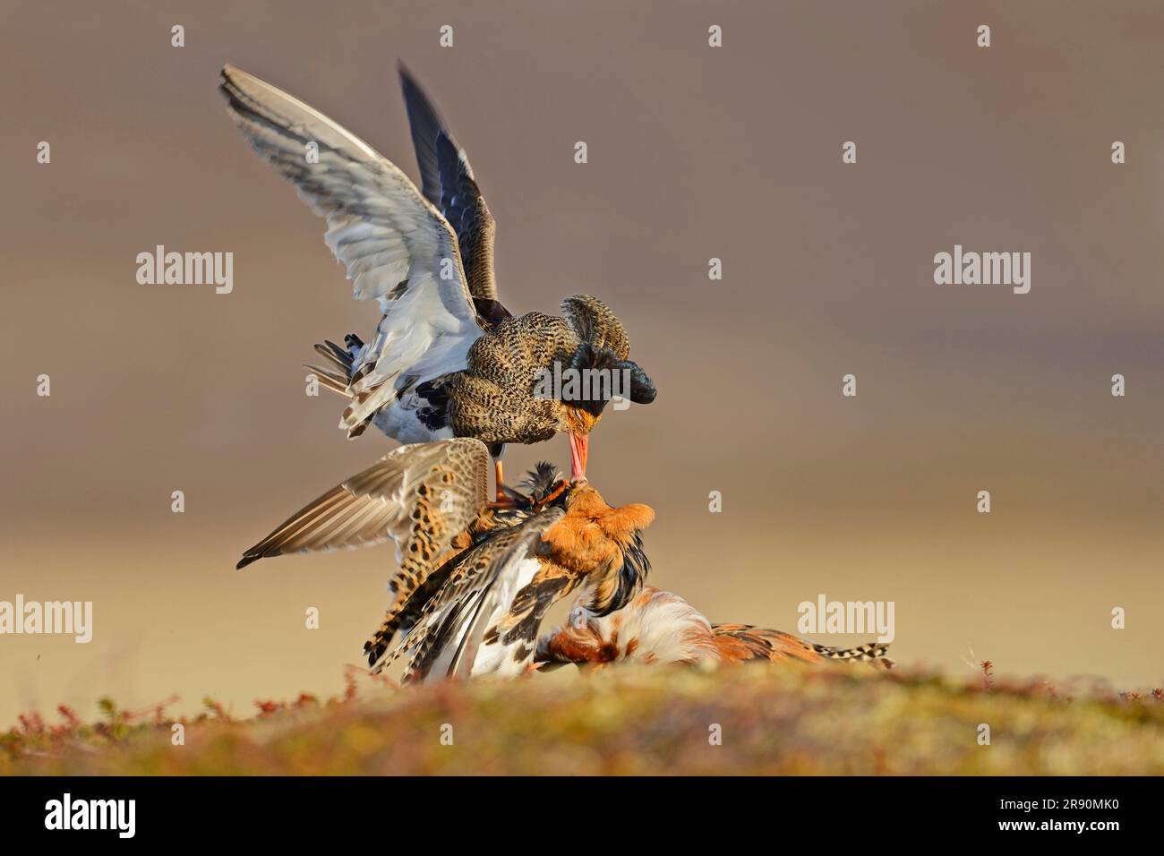 Ruff (Philomachus pugnax), männlich, auf Paarungsgrund, Halbinsel Varanger, Norwegen Stockfoto