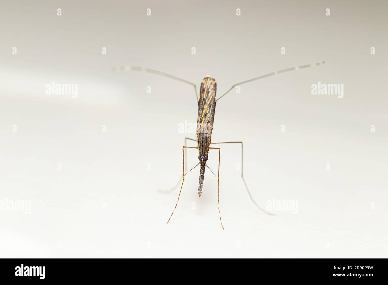 Draufsicht farbenfrohe Anopheles spp Mücken (Malariavektor) aus Südostasien Stockfoto