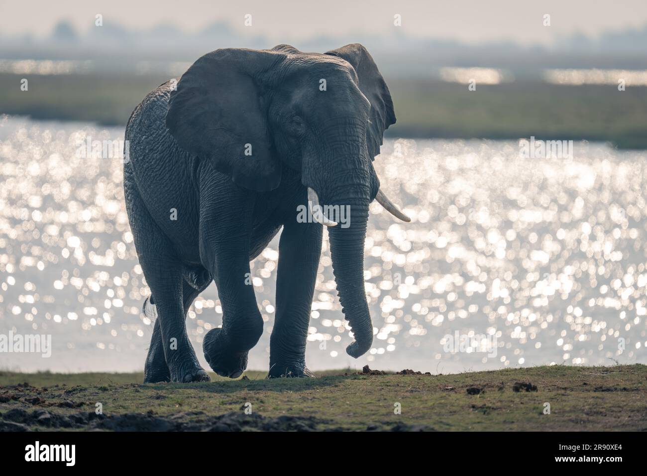 Der afrikanische Elefant läuft am Flussufer in einer Silhouette entlang Stockfoto