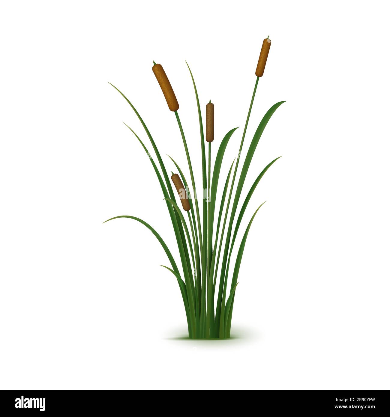 Realistisches Schilf, Sedge und Gras. Isolierter 3D-Vektorrausch ist eine hohe, mehrjährige Pflanze, die in Feuchtgebieten und entlang der Küsten wächst und für viele Wasser- und Landarten einen wichtigen Lebensraum darstellt Stock Vektor