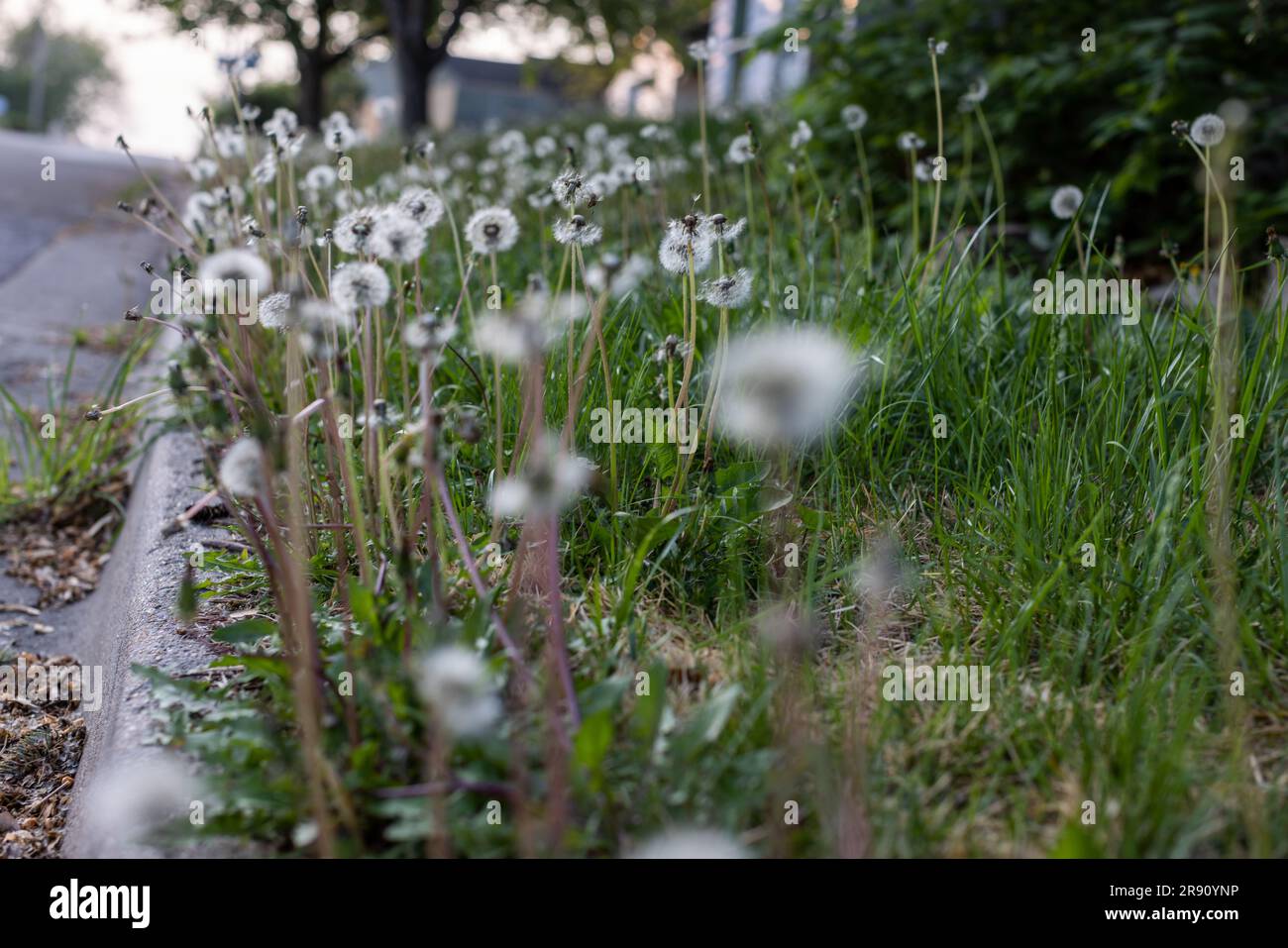 Löwenzahnköpfe in einem Wohnhof. Stockfoto