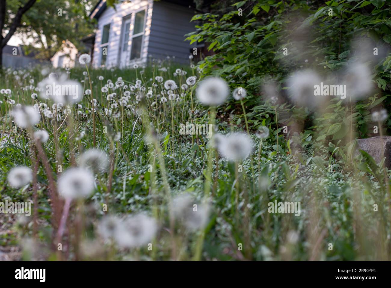 Löwenzahnköpfe in einem Wohnhof. Stockfoto