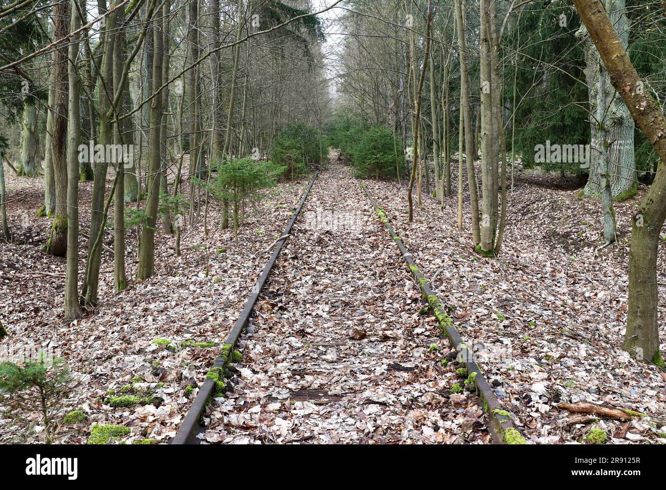 Veraltete Bahnstrecke - überwucherte und mit Blättern bedeckte Gleise, Tschechische Republik Stockfoto