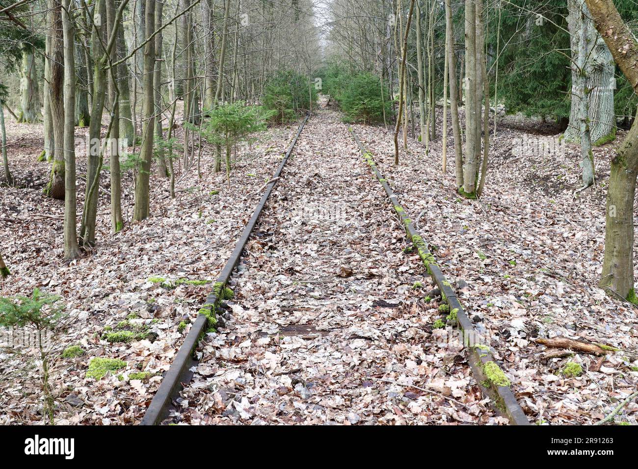 Veraltete Bahnstrecke - überwucherte und mit Blättern bedeckte Gleise, Tschechische Republik Stockfoto
