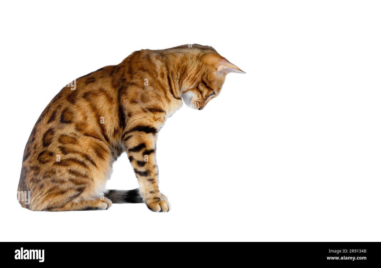 Die Hauskatze sitzt seitwärts zur Kamera und blickt davor auf eine leere Stelle, wo man etwas einstecken kann. Weißer Hintergrund. Stockfoto