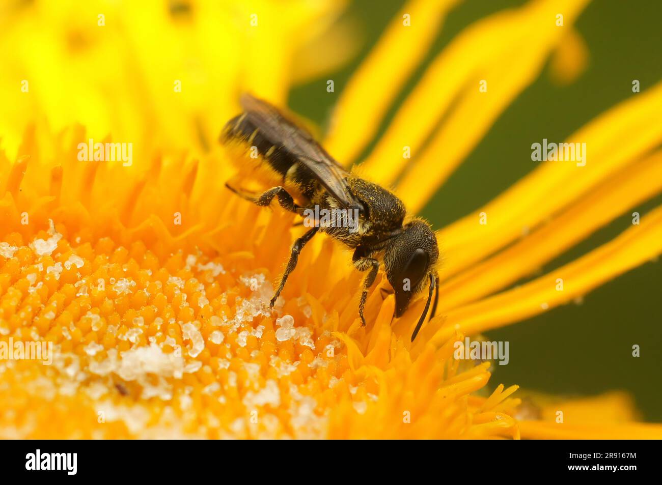 Natürliche Nahaufnahme einer kleinen weiblichen, großköpfigen, gepanzerten Biene, Heriades truncorum, auf einer gelben Alant, Inula officinalis, Blume im Garten Stockfoto