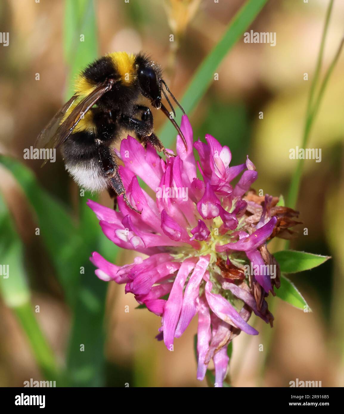 Nahaufnahme einer Weißschwanzbiene (Bombus lucorum) auf einem Löwenzahn Stockfoto