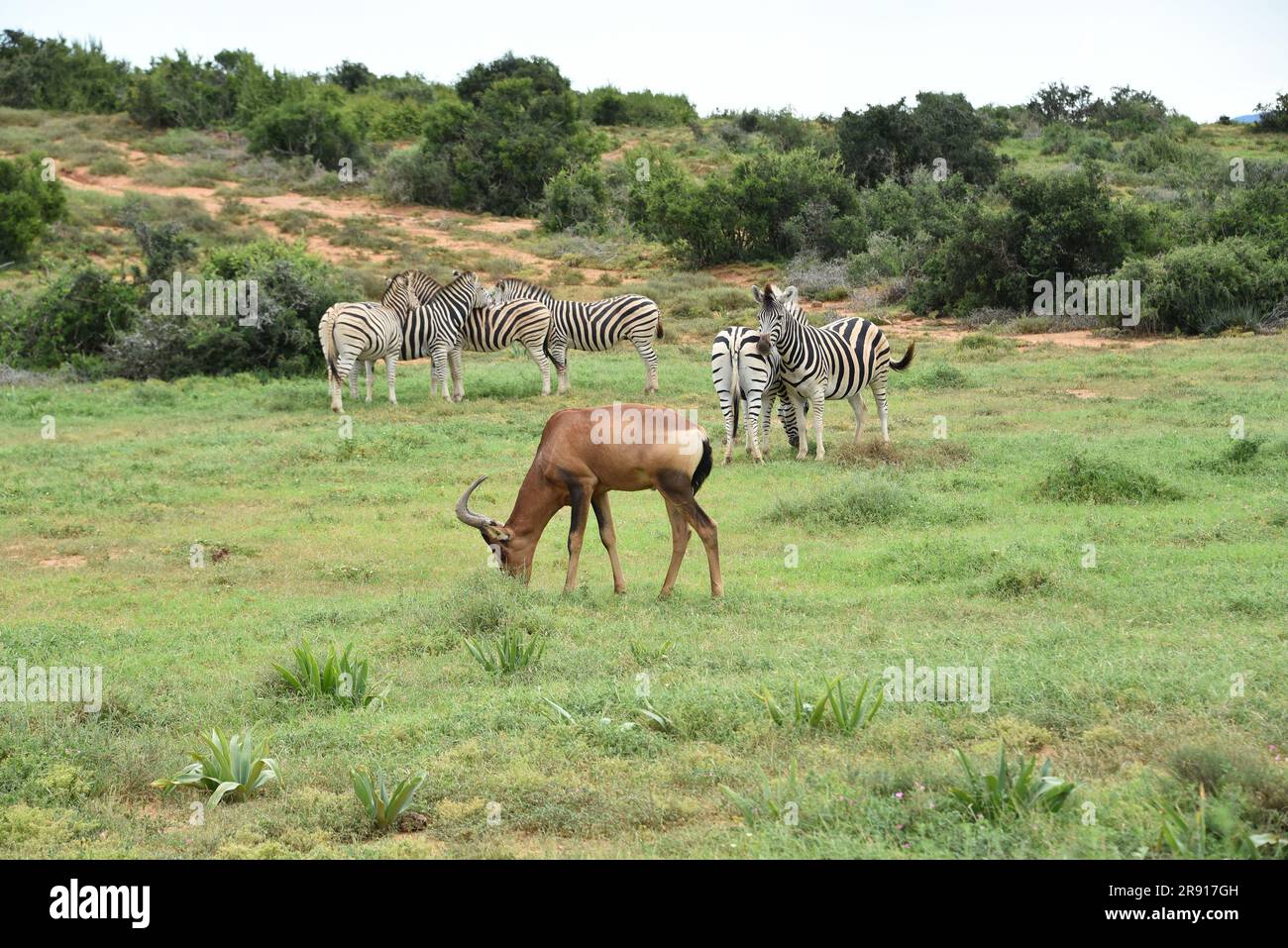 Afrika - Großformat Nahaufnahme einer wilden Hartebeest-Antilope, die zwischen einer Gruppe von Zebras grast. Stockfoto