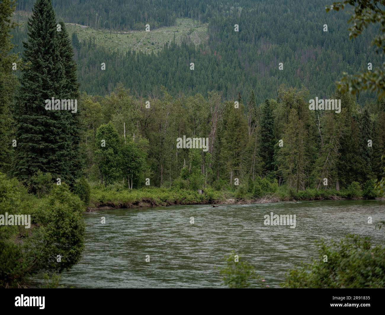 Der Eagle River in der Nähe von Craigellachie in British Columbia, Kanada. Stockfoto