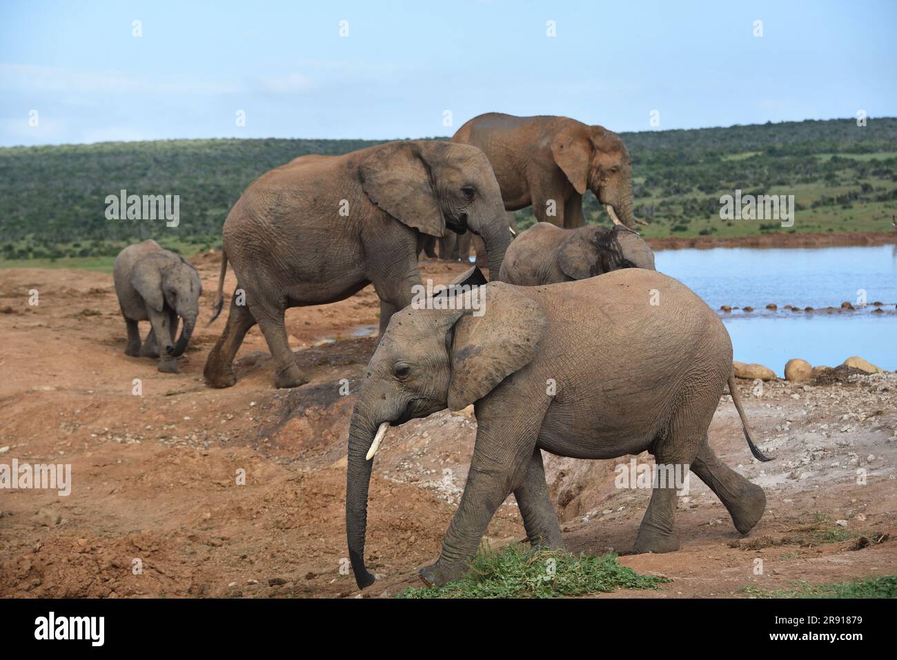 Nahaufnahme wilder afrikanischer Elefantenkälber in der Herde an einem Wasserloch in Südafrika. Stockfoto