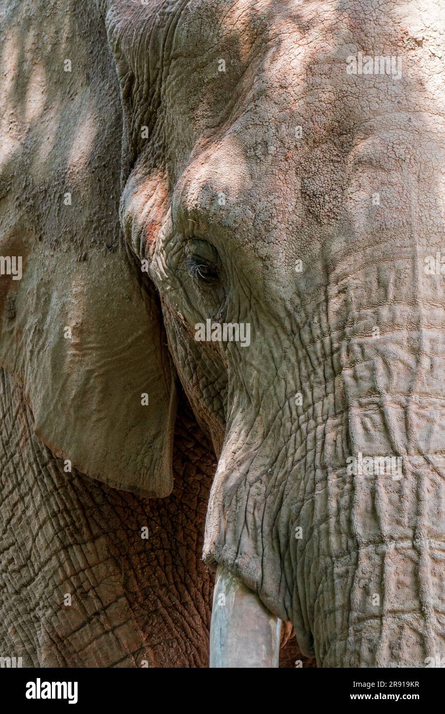 Afrikanischer Buschelefant/afrikanischer Savannenelefant (Loxodonta africana) Nahaufnahme des Kopfes Stockfoto