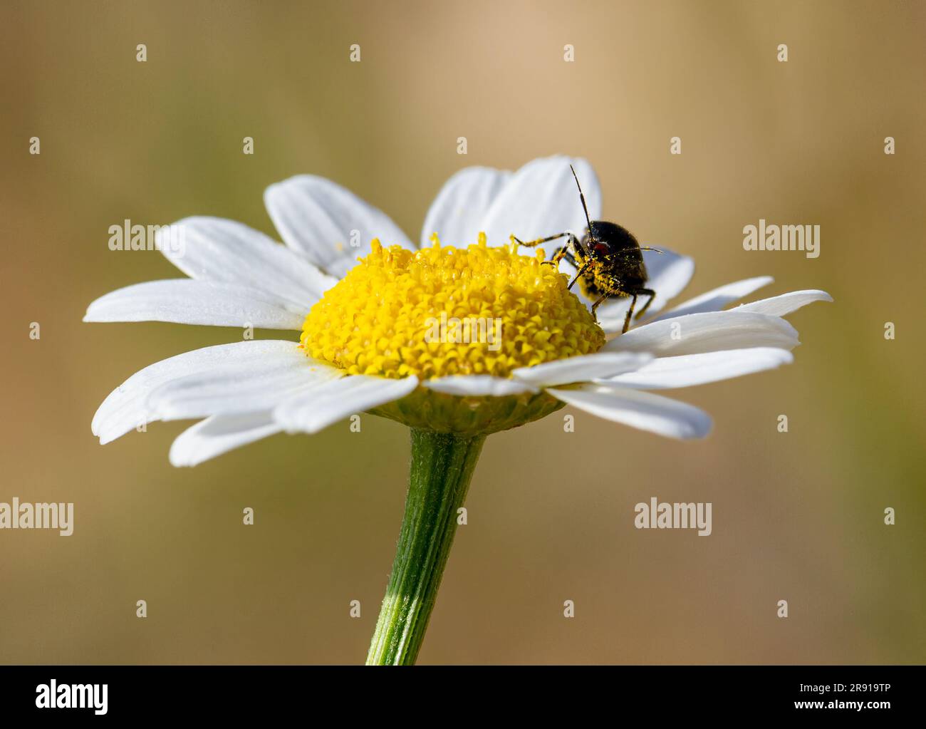 Die Wanze auf Blüten, die Nektar fressen und mit Pollen bedeckt sind Stockfoto