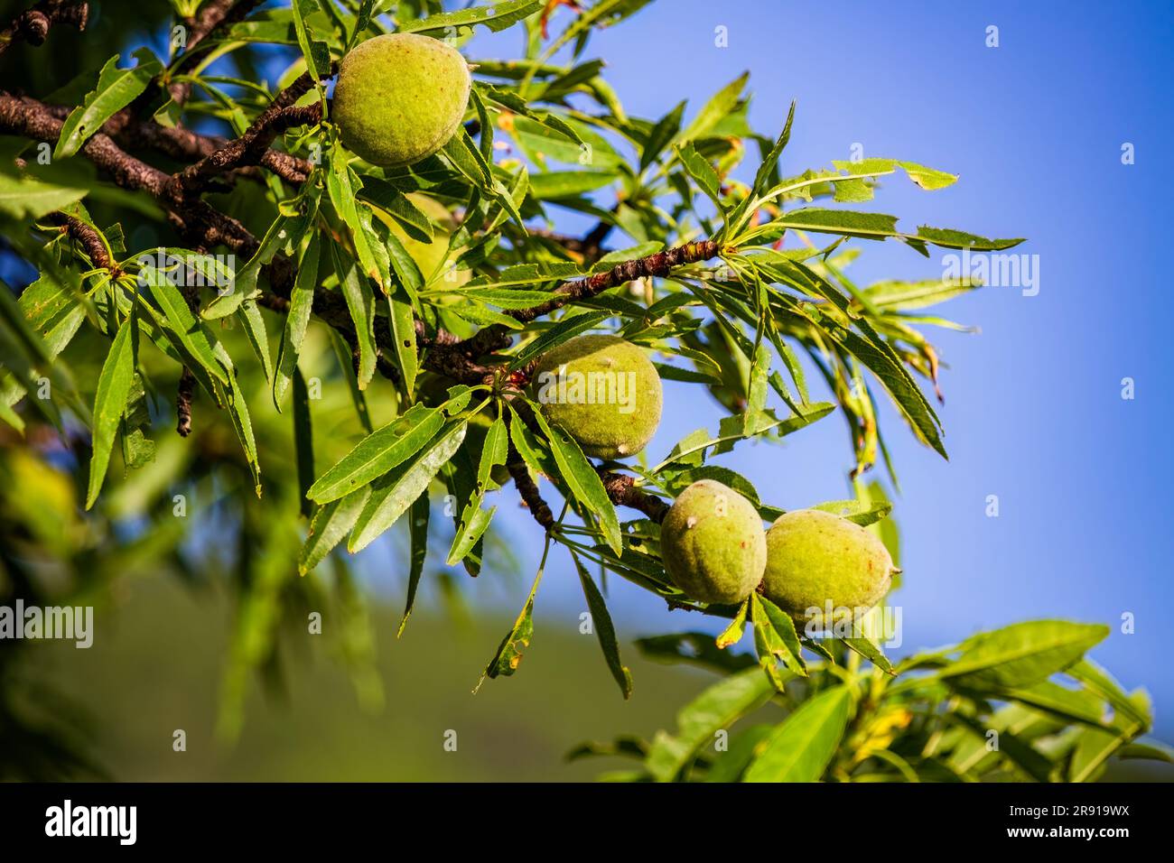 Walnussfrüchte auf dem Walnussbaum Stockfoto