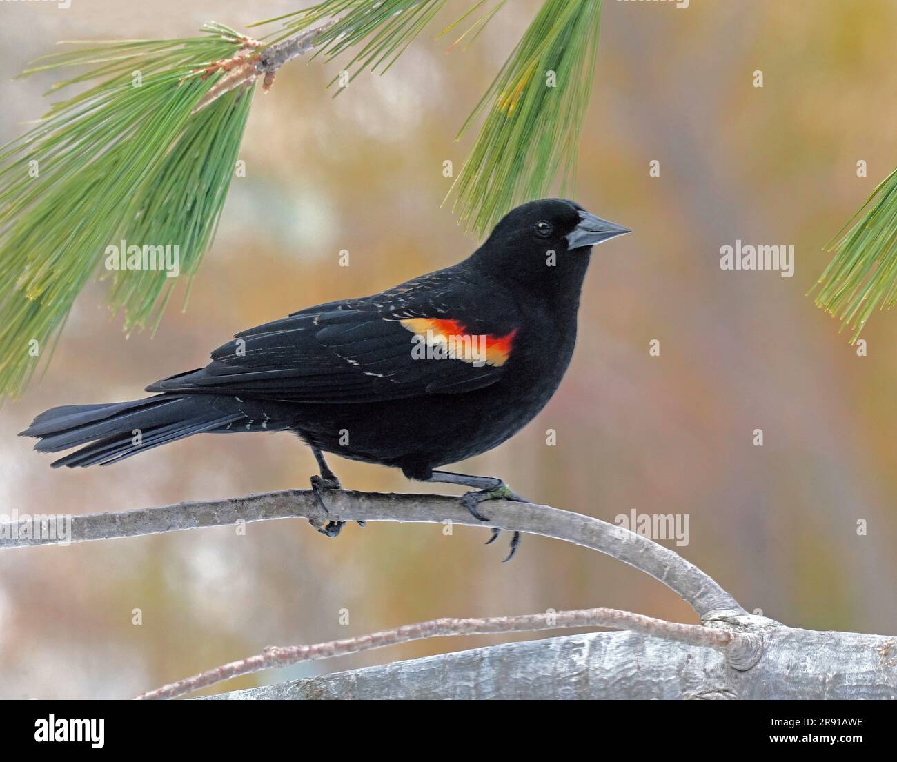Rotflügelmännchen. Stockfoto