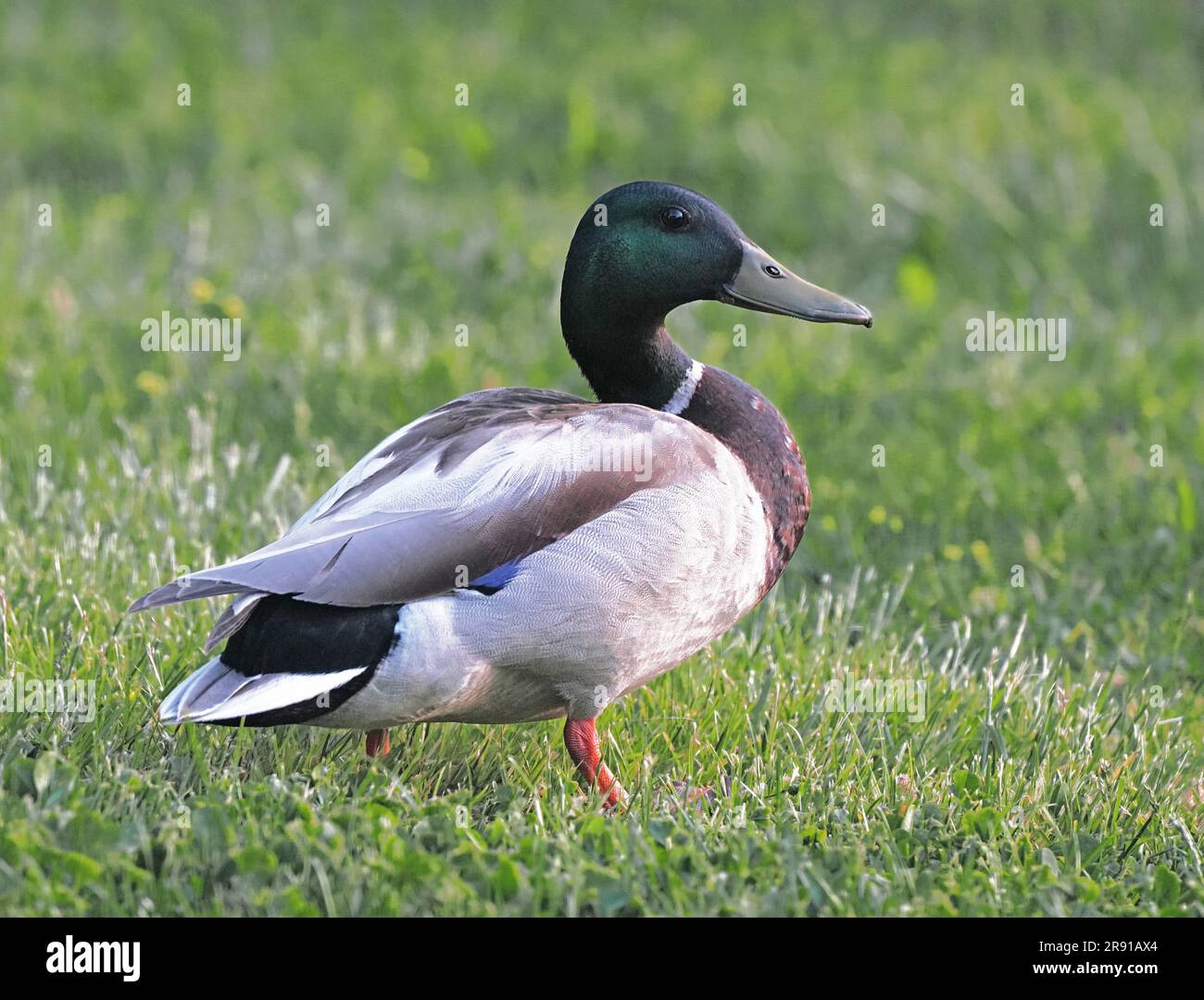 Mallard Duck männlich auf dem Rasen in Michigan, USA. Stockfoto