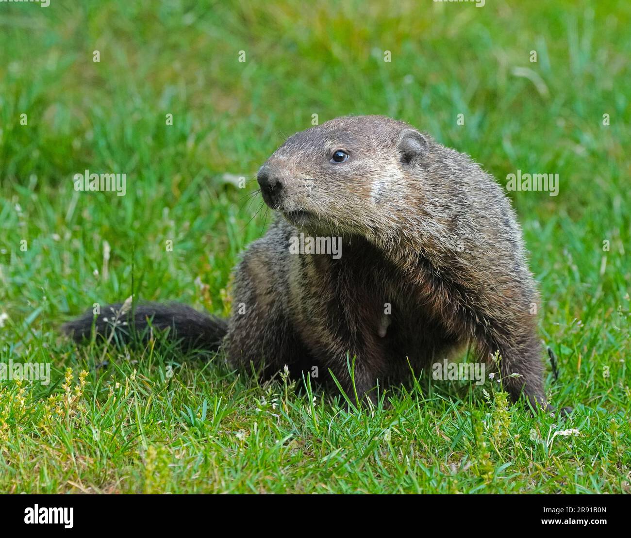 Murmeltier, auch bekannt als Murmeltier, in Michigan. Stockfoto