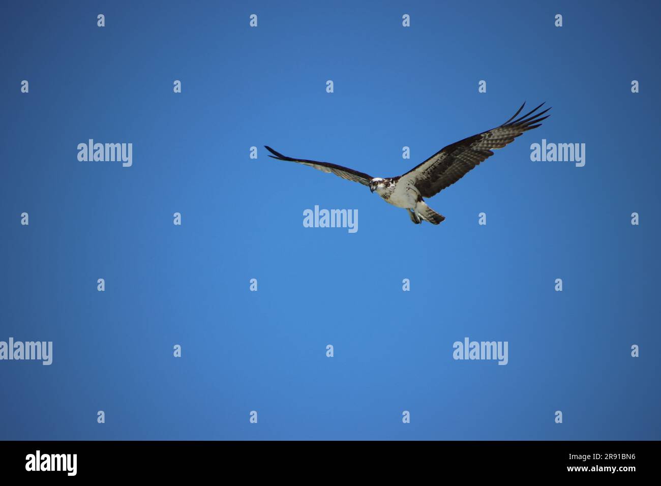 Osprey Raptor Vogel der Greifvögel im Flug über uns in klarem blauem Himmel Stockfoto