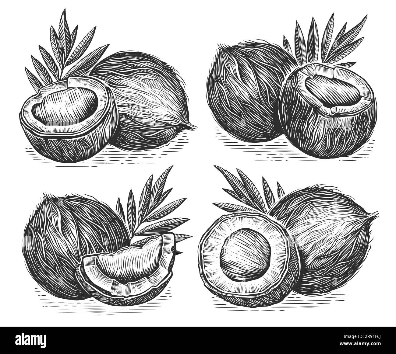 Frische tropische Nüsse mit Kokosnuss und Palmenblätter. Handgezeichnete Zeichnung im Vintage-Stil Stockfoto