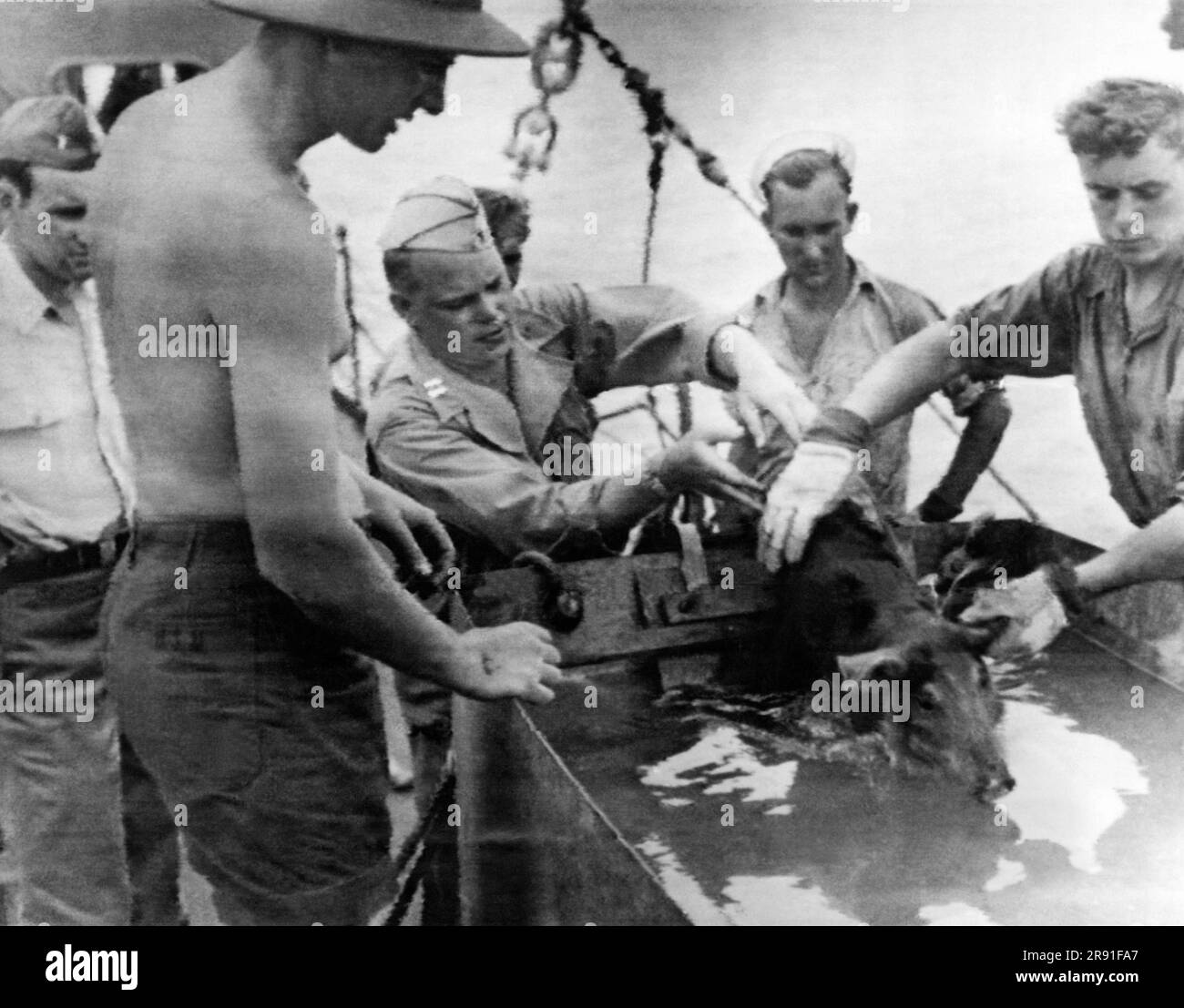 Bikini-Atoll, Marshallinseln, 3. Juli 1946 ein Tierarzt der Armee auf der USS Mt. McKinley überwacht ein Calgon-Bad für Schweine, um alle anhaftenden Strahlenteilchen zu entfernen, die nach der Atombombenexplosion von Zielschiffen entfernt werden. Stockfoto
