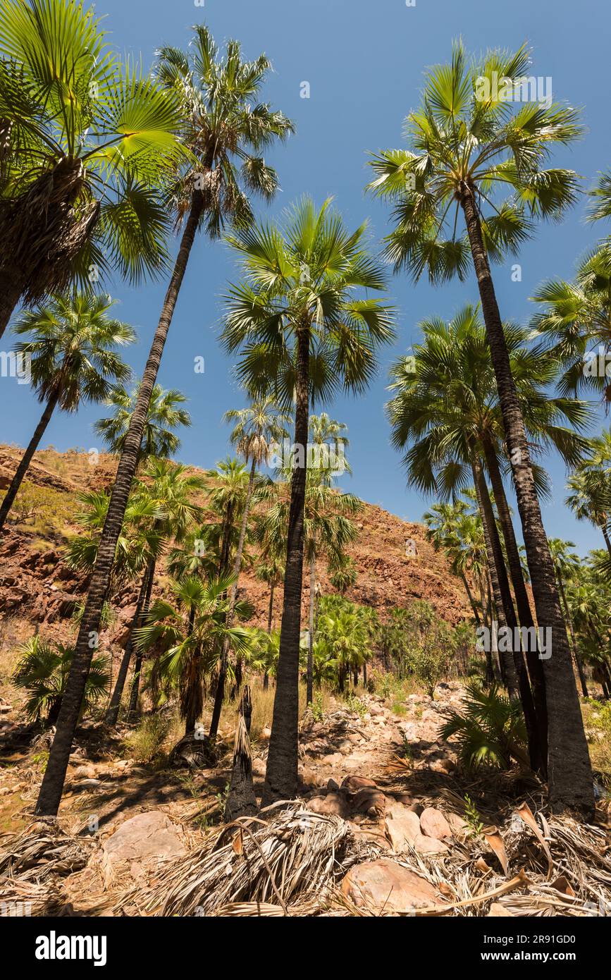 Wundervolle Aussicht auf hohe Palmen, die im Tal in der Nähe der Zebedee-Quellen in Westaustralien wachsen Stockfoto